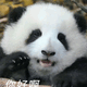 超可爱的熊猫表情包 你力子阿 超可爱的熊猫表情包