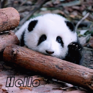 超可爱的熊猫表情包 Helle 超可爱的熊猫表情包