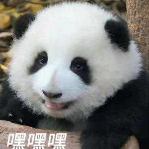 超可爱的熊猫表情包 吧嘿嘿 超可爱的熊猫表情包