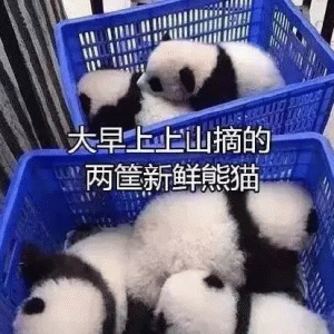超可爱的熊猫表情包 大早上上山摘的 两筐新鲜熊猫 超可爱的熊猫表情包