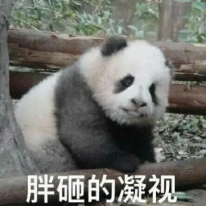 超可爱的熊猫表情包 胖砸的凝视 超可爱的熊猫表情包