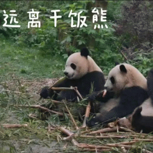 超可爱的熊猫表情包 远离干饭能 超可爱的熊猫表情包