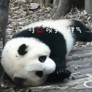 超可爱的熊猫表情包 明X咬陆胖气 超可爱的熊猫表情包