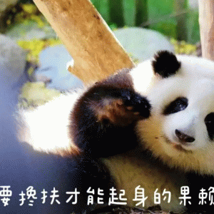 超可爱的熊猫表情包 要搀扶才能起身的果斯 超可爱的熊猫表情包