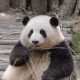 大熊猫花花表情包