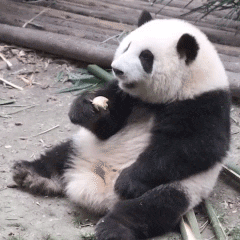 熊猫花花表情包