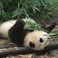 熊猫花花表情包