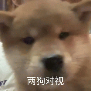 张呼安表情包 可爱狗狗特写,画面配文“两狗对视”,氛围有趣又可爱表情包图片gif动图 - 求表情网,斗图从此不求人!
