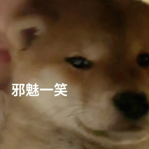 张呼安表情包 柴犬露出“邪魅一笑”,可爱又带点小坏的表情萌翻了表情包图片gif动图 - 求表情网,斗图从此不求人!