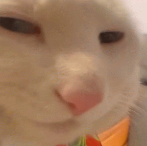 高糊猫猫表情包 丑猫猫吐舌头 猫咪表情包 可爱猫咪近景特写，表情呆萌惹人爱