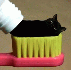 牙膏猫咪表情包