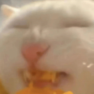 猥琐猫咪吃玉米表情包
