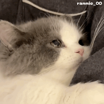 rannie_O0 可爱的要命的猫咪表情包（可爱到要命版）