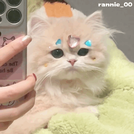 rannie_0o sdT 月s8 可爱的要命的猫咪表情包（可爱到要命版）