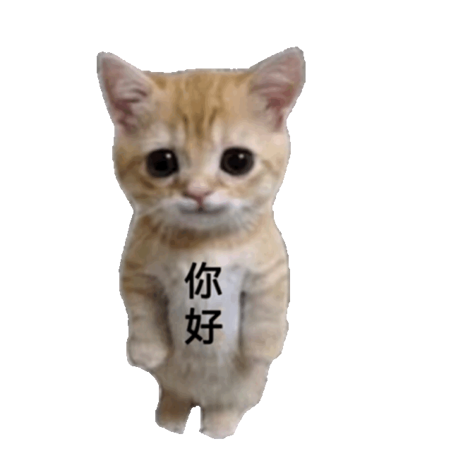 你好 娃娃丢:开爱的罚站小猫表情包 可爱小猫站立着,身上写着“你好”,礼貌又萌趣表情包图片gif动图 - 求表情网,斗图从此不求人!