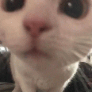 可爱猫咪日常万能表情包 可爱猫咪的超近特写，大眼萌鼻尽显呆萌可爱