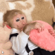 马喽猴子表情包：抖音超火马喽猴子背红色书包转圈动态GIF表情包