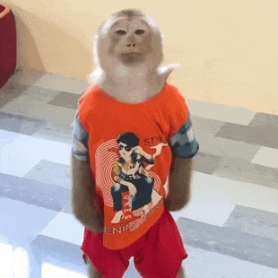 SI NIN 马喽猴子表情包：抖音超火马喽猴子背红色书包转圈动态GIF表情包
