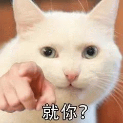 很火的指人表情包 可爱白猫配上手指加文字“就你?”尽显轻蔑不屑表情包图片gif动图 - 求表情网,斗图从此不求人!