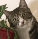猫猫meme动图表情包