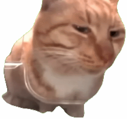 猫猫meme动图表情包