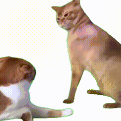 抖音很火的猫咪meme透明表情包动图 两只猫咪互动,一只站着一只躺着超可爱表情包图片gif动图 - 求表情网,斗图从此不求人!
