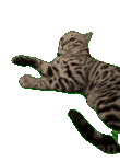 猫meme表情包 可爱猫咪伸着懒腰，尽显慵懒惬意姿态