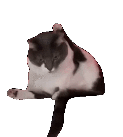发癫的猫表情包 胖猫咪慵懒地躺着挠头，可爱模样萌翻众人