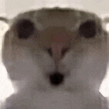 神经猫猫meme 没事哒搞笑表情包 呆萌小动物睁大眼睛，微张嘴巴，可爱模样萌化人心表情包图片gif动图 - 求表情网,斗图从此不求人!