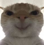 神经猫猫meme 没事哒搞笑表情包 可爱猫咪眯眼微笑,萌态十足的治愈系表情包表情包图片gif动图 - 求表情网,斗图从此不求人!