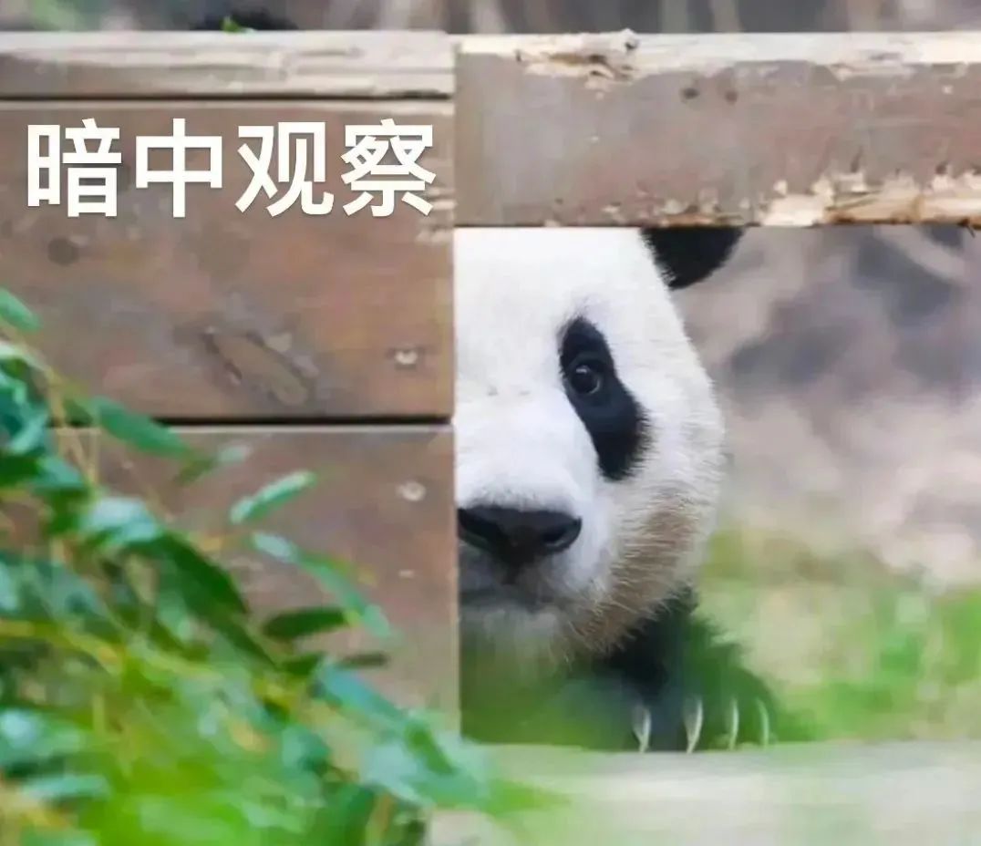 熊猫躲在木板后只露出脸,配文“暗中观察”,可爱又有趣 表情包|晚安 我请了蚊子 今晚来亲你 不用谢 熊猫躲在木板后只露出头,配文“暗中观察 ...