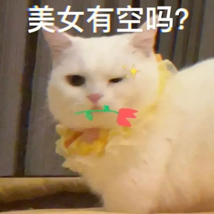 可爱猫咪叼着花，配文“美女有空吗”，尽显俏皮可爱 美女有空吗? | 表情包！ 《叼着花的猫咪配文“美女有空吗”，可爱又俏皮的邀约表情包》