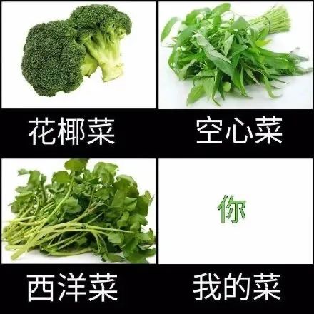 今日份表情包来啦