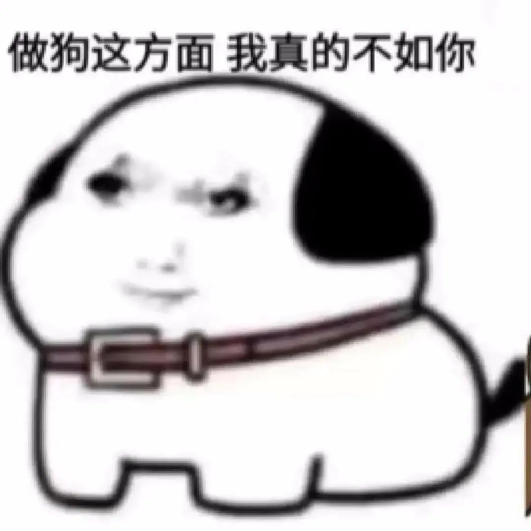 戴项圈的狗狗表情傲娇,配文“做狗这方面我真的不如你” 今日份表情包来啦 可爱小狗表情包:做狗这方面我真的不如你,尽显无奈与自嘲表情包图片gif ...