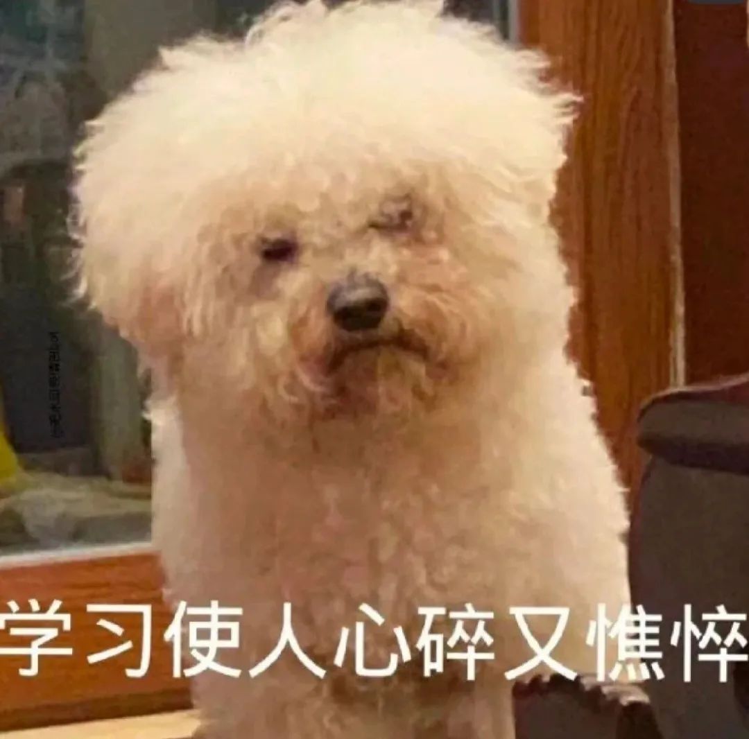 可爱比熊狗狗满脸疲惫，配文“学习使人心碎又憔悴”超有共鸣 飘了伙计？ | 表情包 可爱比熊满脸疲惫，配文“学习使人心碎又憔悴”的搞笑表情包