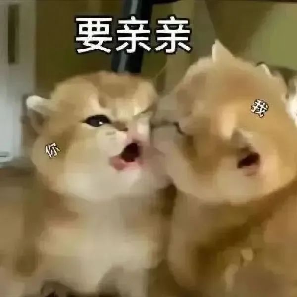 可爱猫咪表情包，一只喊“要亲亲”一只表情抗拒 表情包：太恶俗了 两只可爱小猫互动，配文“要亲亲”，画面超萌超有爱