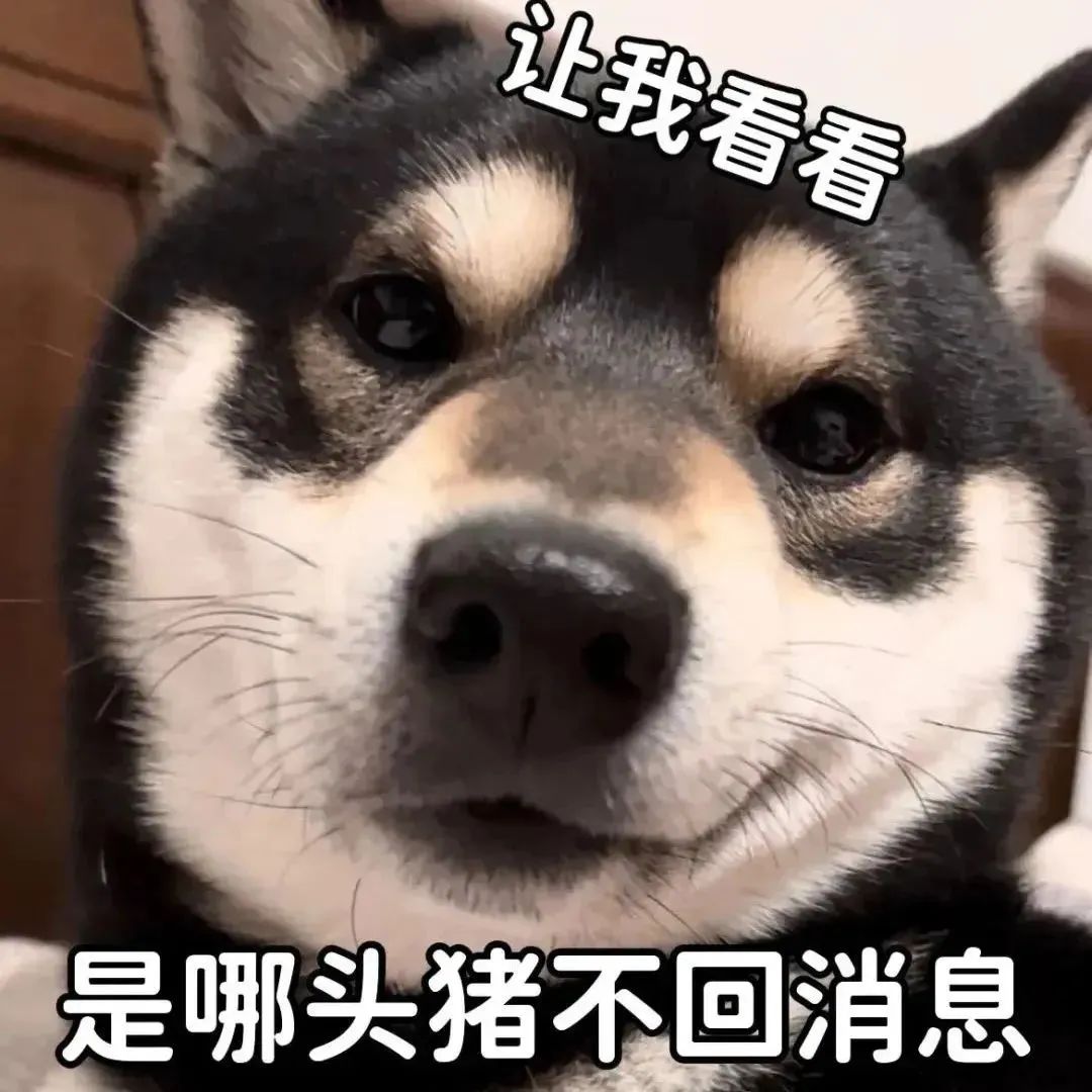 可爱狗狗表情包:让我看看是哪头猪不回消息 宝贝我在哦,想死你了嘴一个 | WeChat沙雕表情包表情包图片gif动图 - 求表情网,斗图从此不求人!