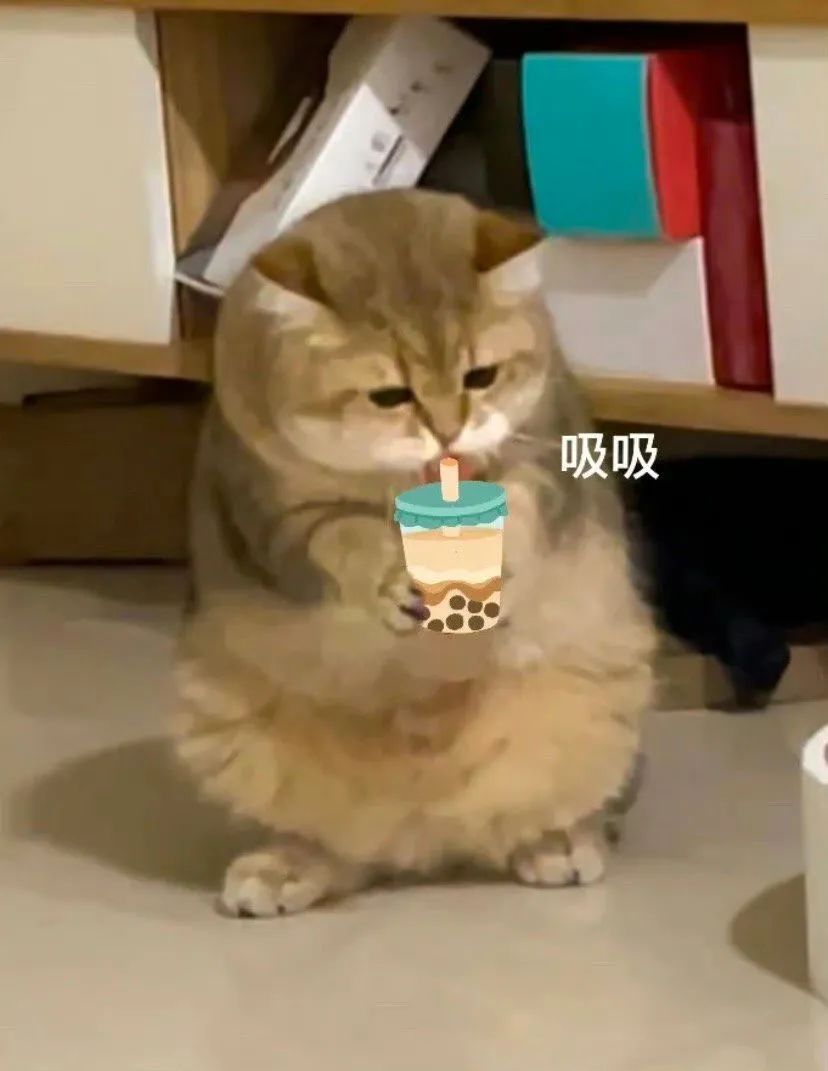 可爱猫咪手持奶茶，一脸享受地在“吸吸”，萌翻啦 亲一口五十，摸一下一百 | 该换表情包了~