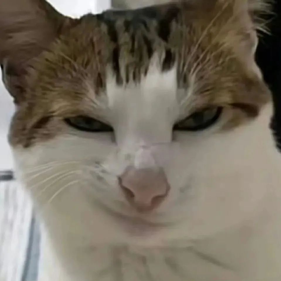 这只猫咪皱着眉头眯着眼,表情滑稽又可爱,仿佛在无奈地嫌弃 锁死 | 抖音表情包表情包图片gif动图 - 求表情网,斗图从此不求人!