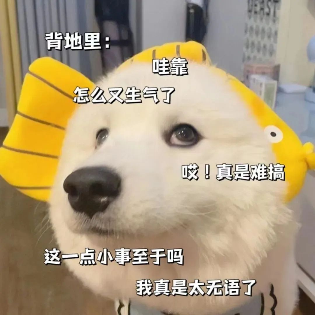 《戴鱼帽的狗狗一脸无奈,内心OS:怎么又生气了,真是太难搞》 可以,没问题,不过你得亲我一下 | 潮图表情包Meme GIF ...