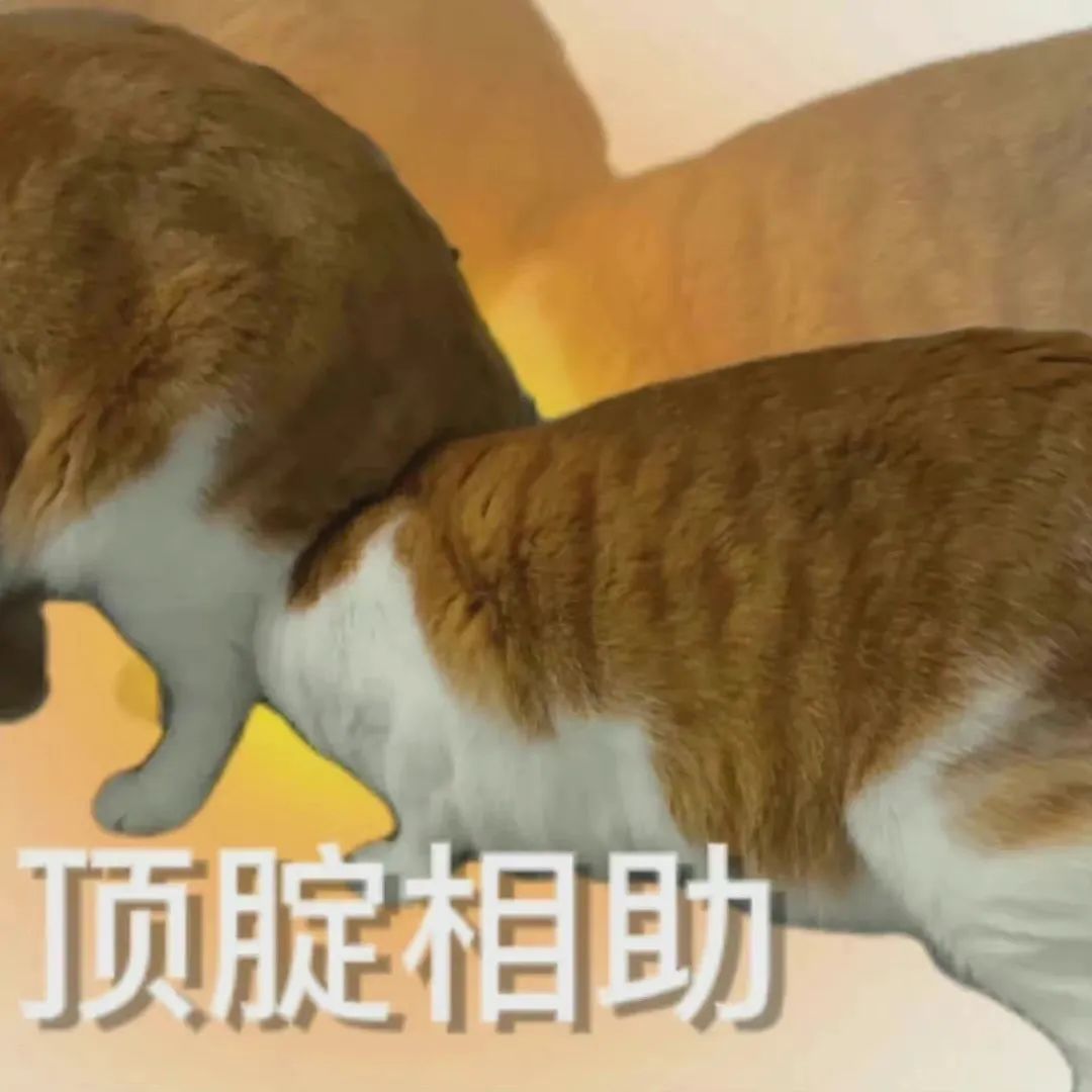 两只猫咪相互顶腚，可爱画面配文“顶腚相助”萌翻了 表情包｜我是谁我在哪表情包图片gif动图 - 求表情网,斗图从此不求人!