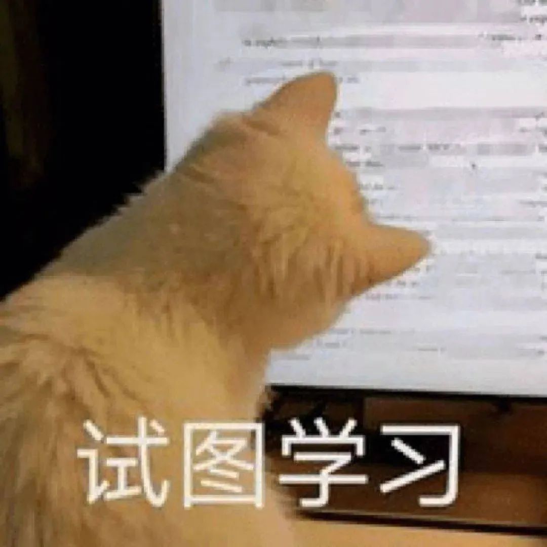 猫咪专注看着电脑屏幕，配上“试图学习”文字的可爱表情包 在? 美女 | 奇怪的表情增加了表情包图片gif动图 - 求表情网,斗图从此不求人!