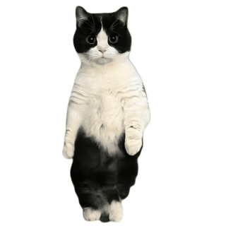 发颠的猫猫meme抽象表情包合集