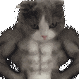 《肌肉猫霸气展示身材,反差萌让人忍俊不禁》 发颠的猫猫meme抽象表情包合集表情包图片gif动图 - 求表情网,斗图从此不求人!