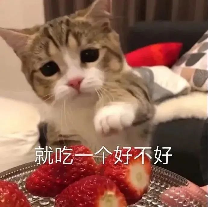 在? 看看鸟 | 每日表情包更新