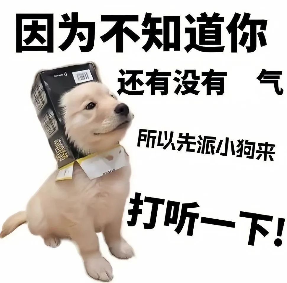 可爱小狗头顶纸箱，配文“因为不知道你还有没有气所以先派小狗来打听一下” 1000个抽象热门表情包大全表情包图片gif动图 - 求表情网,斗图 ...