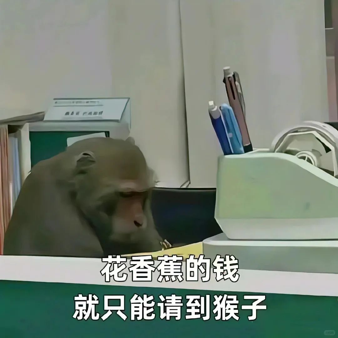 “花香蕉的钱就只能请到猴子”,猴子办公场景尽显幽默讽刺 上班加班下班表情包|问薪吾溃表情包图片gif动图 - 求表情网,斗图从此不求人!