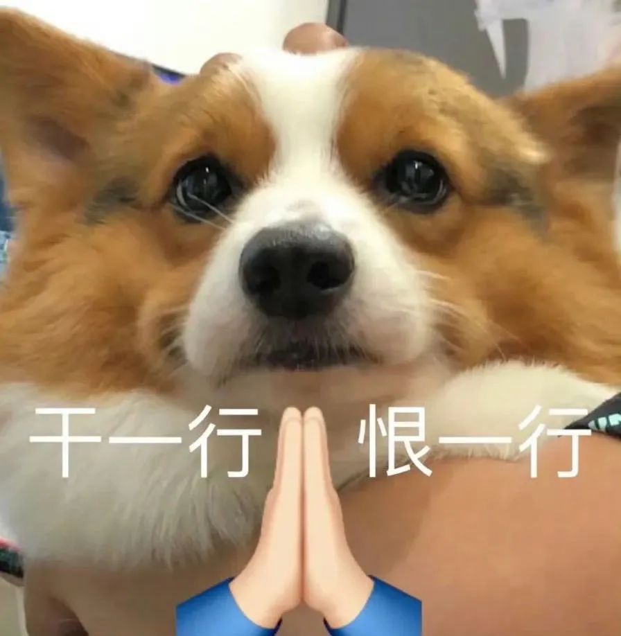 柯基狗狗表情呆萌，配文“干一行恨一行”超有共鸣 上班加班下班表情包｜问薪吾溃表情包图片gif动图 - 求表情网,斗图从此不求人!