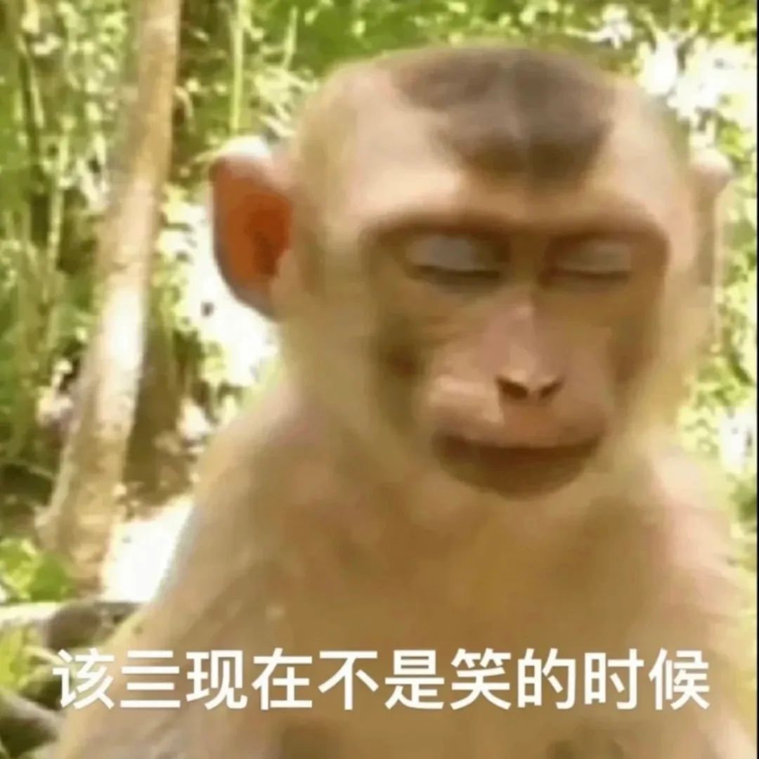 猴子一脸严肃，配文“该三现在不是笑的时候”，尽显正经神态 上班加班下班表情包｜问薪吾溃表情包图片gif动图 - 求表情网,斗图从此不求人!
