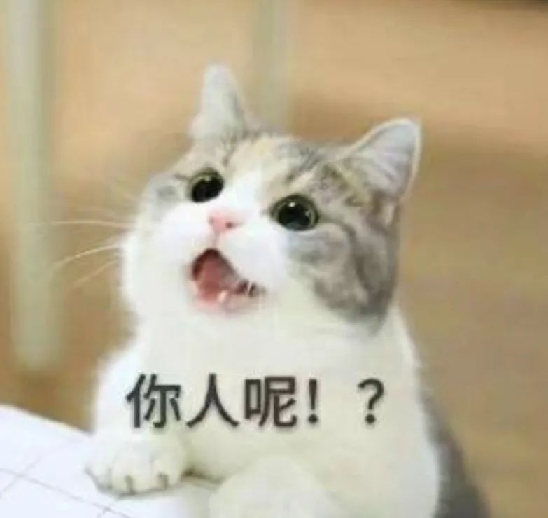 可爱猫咪张嘴惊讶状,配文“你人呢!?”萌趣十足 ๑老师,他不回我信息!搞笑表情包来啦表情包图片gif动图 - 求表情网,斗图从此不求人!